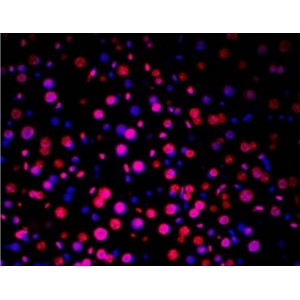 TUNEL LiFluor™ 647 Apoptosis Detection Kit (50 rxn)